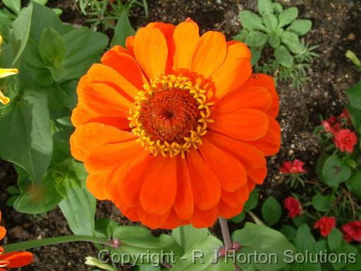 Zinnia orange 